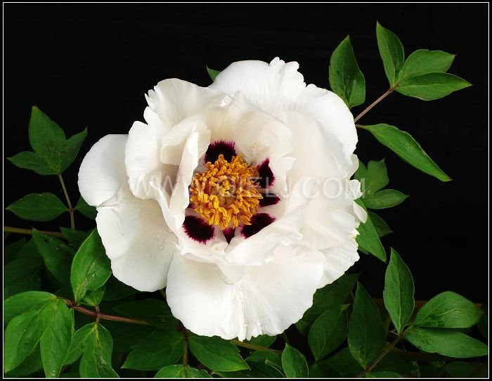 木本油料植物-牡丹籽 牡丹籽油加工設(shè)備廠家企鵝糧油機械(圖1) 木本油料植物-牡丹籽 牡丹籽油加工設(shè)備廠家企鵝糧油機械(圖1)